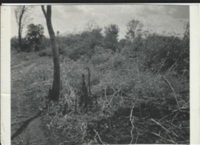 Camp construction B-50
Clearing & cutting bamboo for camp site.
Early Dec 1967, Ban Me Thuot, RVN
Keywords: Ban Me Thuot;B-50;31st Engineers