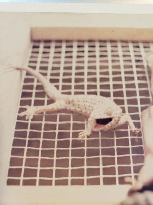 20230426_A421_Tokai Gecko
Team "mascot", a Tokai gecko. He was mean and would bite if provoked.  We also had a rock python which we fed live rats (and bet on: how long it took him to catch the rat, how long it took him to swallow it). We had two Team dogs, Lady and Petey (aka "Pecker"), Lady's son.
Keywords: A421;Ba Xoai;Mascot;Gecko